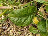 Oseille (photo Mrugala F.)(3)